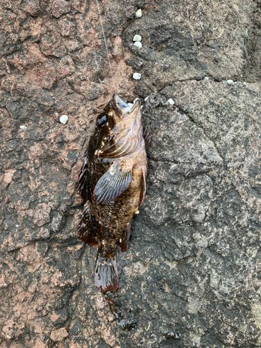 ムラソイの釣果