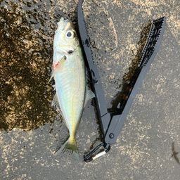 マアジ