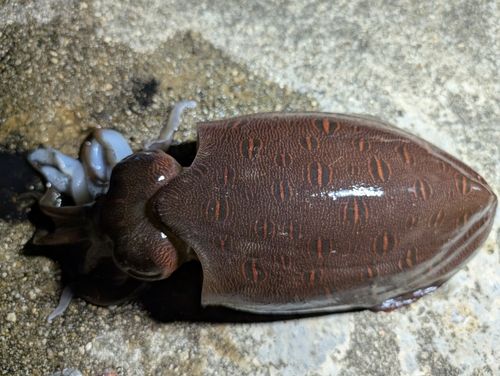 モンゴウイカの釣果