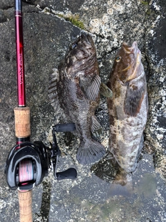 アイナメの釣果