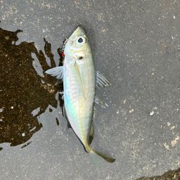 マアジ