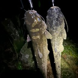 アメリカナマズ