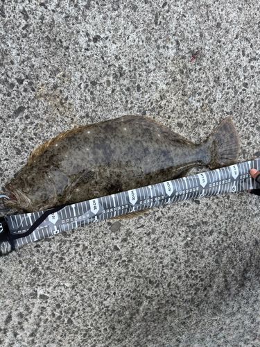 ヒラメの釣果