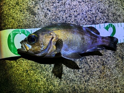 クロメバルの釣果