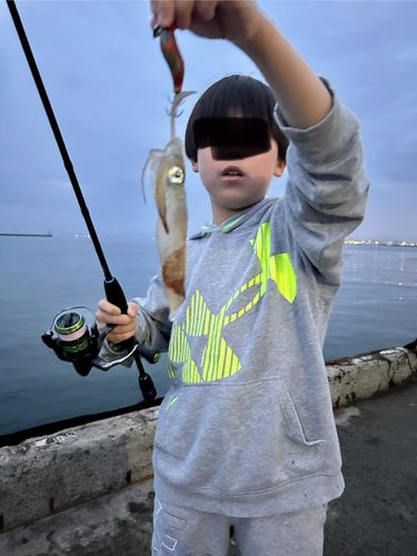 ヒイカの釣果