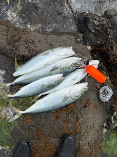 ワラサの釣果