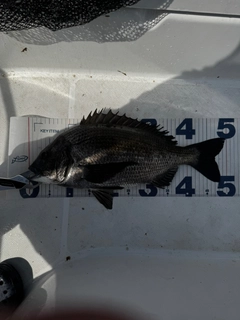 クロダイの釣果