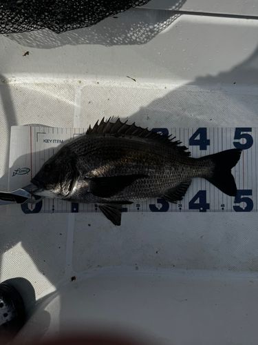 クロダイの釣果