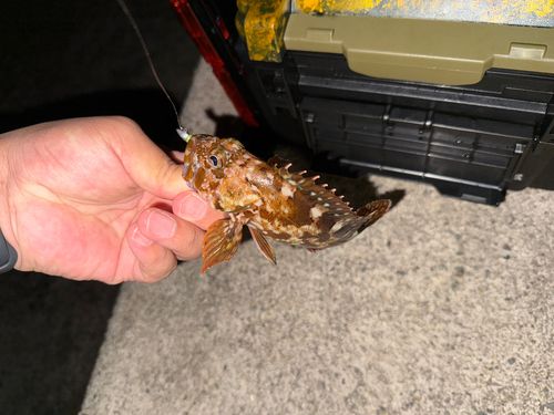 カサゴの釣果