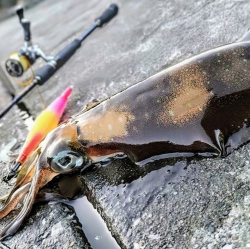 アオリイカの釣果