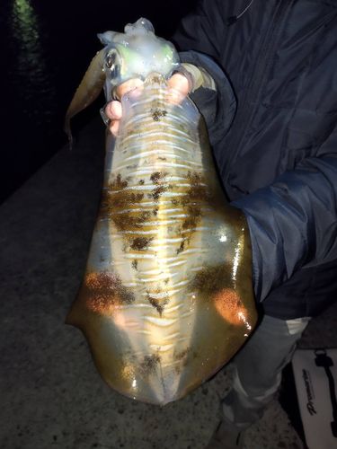アオリイカの釣果