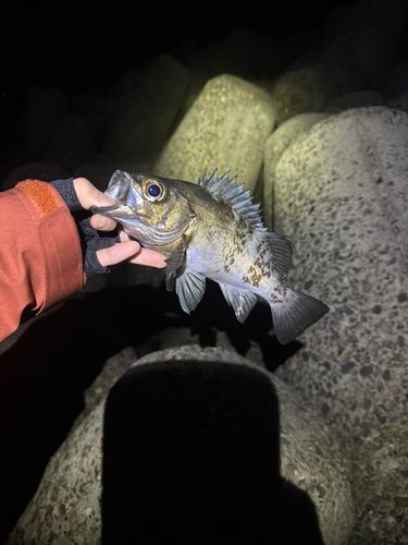 アカメバルの釣果
