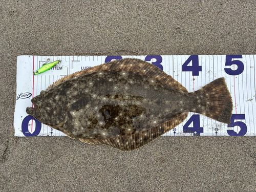 ヒラメの釣果