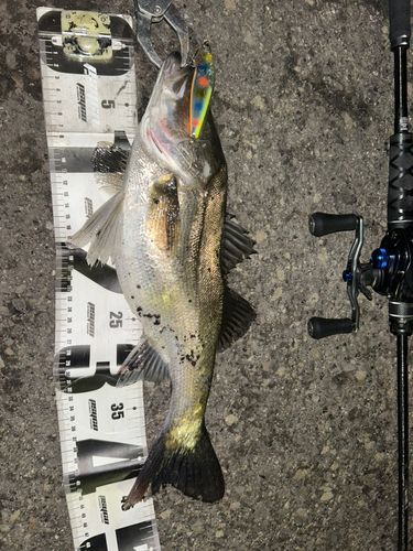 シーバスの釣果