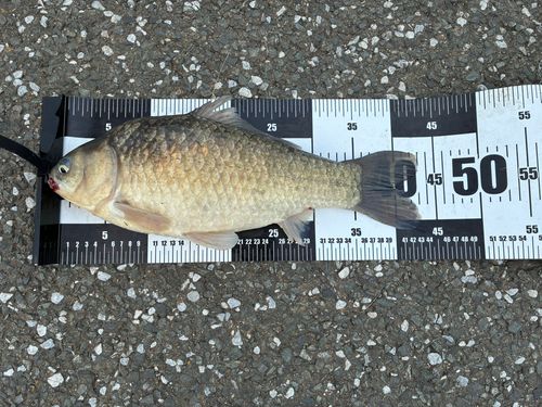 キンブナの釣果