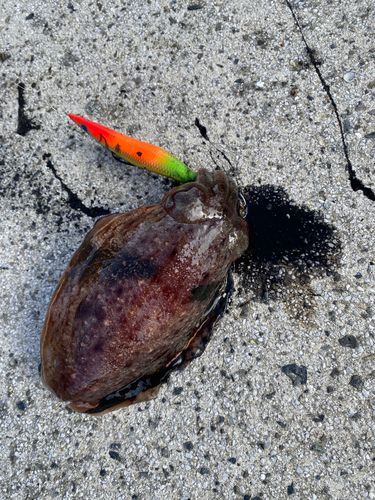 コウイカの釣果
