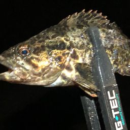 タケノコメバル