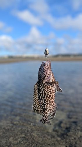 イシミーバイの釣果