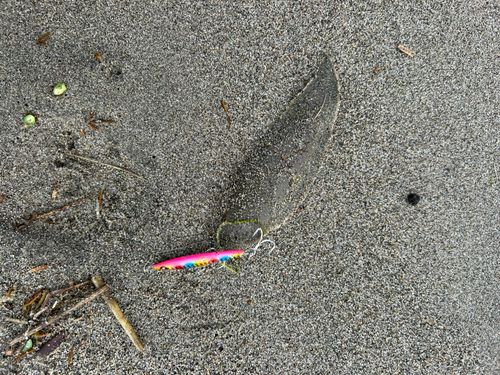 シタビラメの釣果