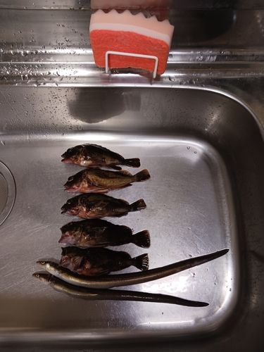 アナゴ