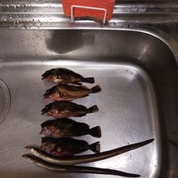 アナゴ