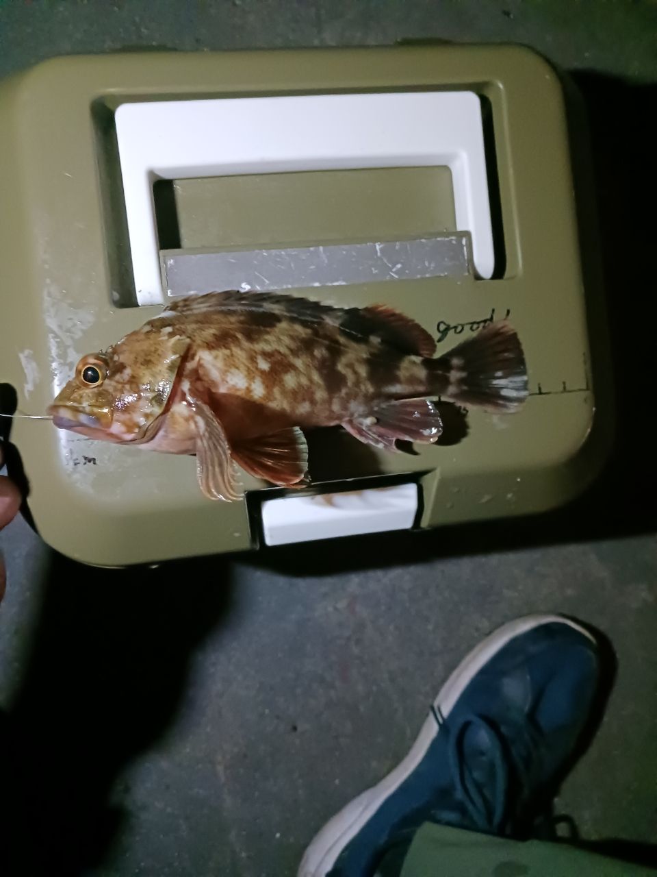 アナゴ