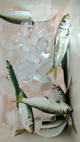 サッパの釣果
