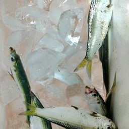 サッパ