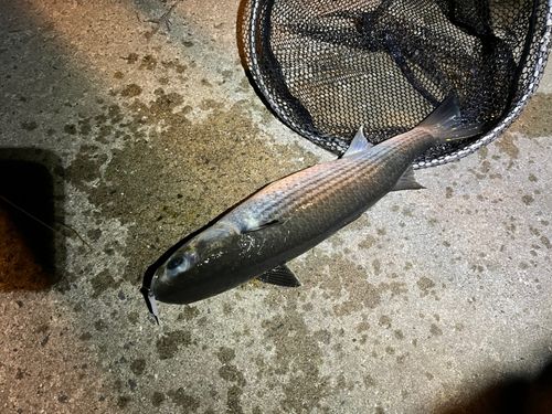 ボラの釣果