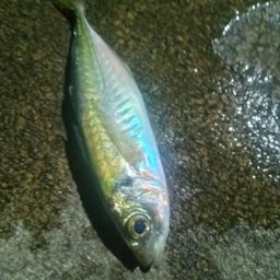 アジ