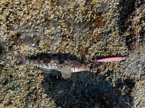 アイナメの釣果