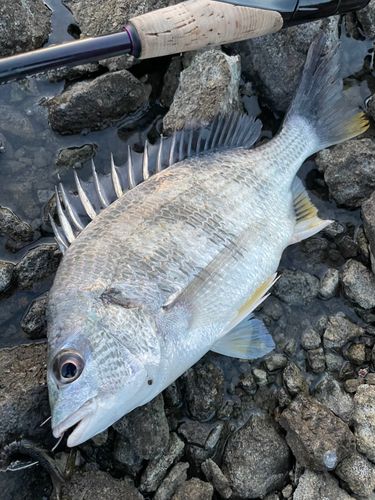 キビレの釣果