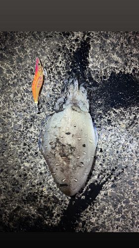コウイカの釣果