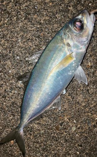 メアジの釣果