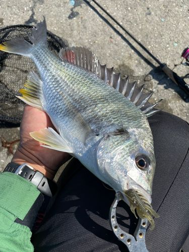 キビレの釣果