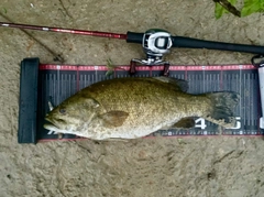 スモールマウスバスの釣果