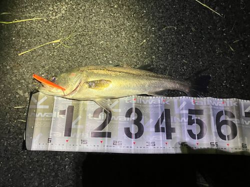 スズキの釣果