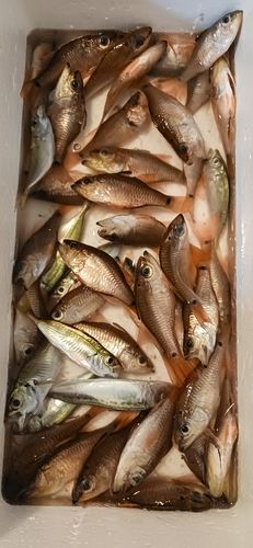 ネンブツダイの釣果