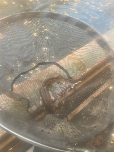 チョウザメの釣果