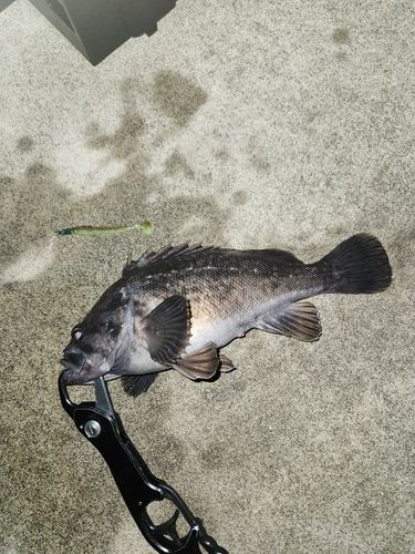 クロソイの釣果