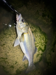 フッコ(マルスズキ)の釣果