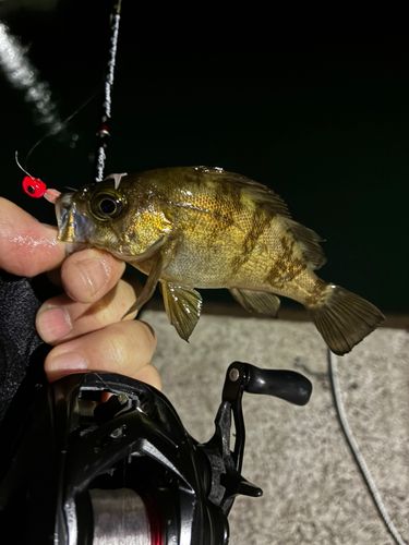 メバルの釣果