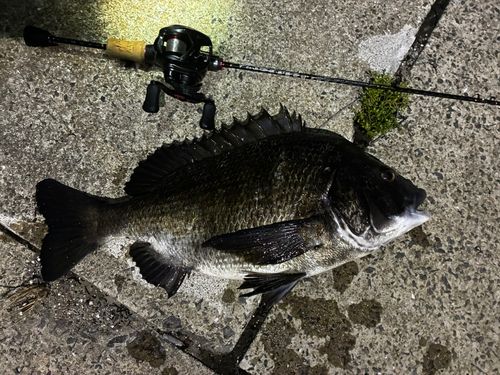 チヌの釣果