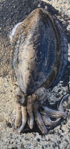 コウイカの釣果
