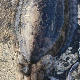 コウイカ