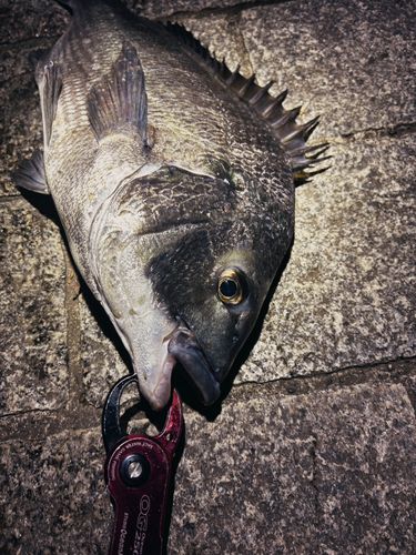クロダイの釣果