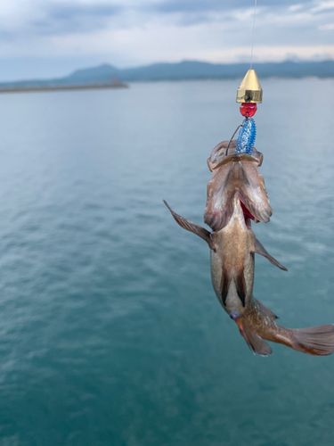 エゾメバルの釣果