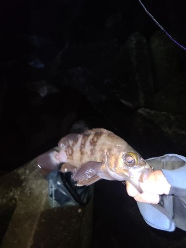 メバルの釣果