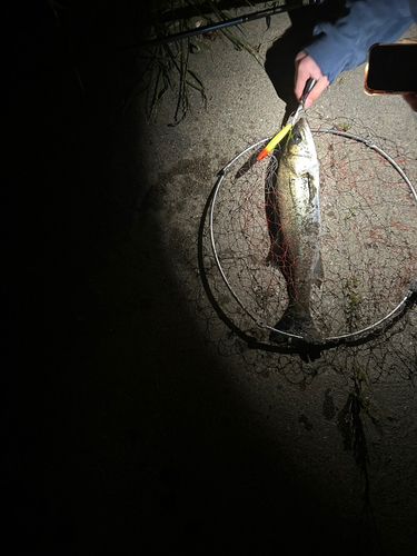 スズキの釣果