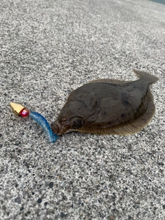 マガレイの釣果